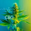 El CBG es un “agente terapéutico prometedor” para tratar el cáncer