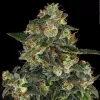 Blue Gelato 41