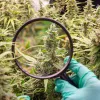 Los terpenos podrían utilizarse para tratar la fibromialgia y el dolor posoperatorio