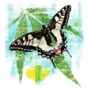 Cannabis Puebla - Observatorio