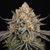 Super Boof, de Barney’s Farm 