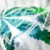 San Diego aprueba el impuesto al cannabis más alto de toda California
