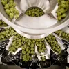 El 60% del cannabis consumido en California proviene del cultivo clandestino