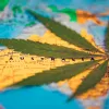 La legalización del cannabis en Australia generaría más de 640 millones de euros