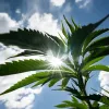 La industria legal de cannabis en EEUU contamina lo mismo que 10 millones de automóviles