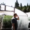 Más de mil pequeños productores de cannabis californianos están a punto de perder sus licencias