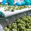 Robo de marihuana en Uruguay reabre debate sobre su modelo de regulación