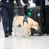 Tribunal de Florida anula condena: los perros no distinguen entre marihuana y cáñamo