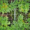 Cultivar cannabis para salvar un planeta que agoniza. Por Santiago Carrillo 