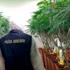 Portugal investiga a empresas de cannabis medicinal por supuestas irregularidades