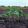 Moldavia impulsa el cultivo de cáñamo industrial tras su legalización