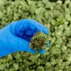 Alemania bate récord de importación de cannabis medicinal en 2025