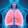 Puede un cannabinoide reparar el daño en los pulmones causado por el asma?
