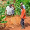 Uganda impulsa su primer programa nacional de cáñamo industrial