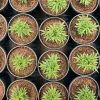 Cómo escoger a la campeona: guía para seleccionar una gran planta madre