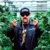 Celebridades cannábicas apuestan por la producción de semillas
