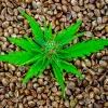 Seeds Santa María: innovación cannábica desde Mollerussa