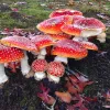 ¡Atención, miconauta! Participa en la encuesta sobre experiencias con Amanita