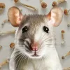 Psilocibina retrasa el envejecimiento en ratones