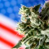 Legalización del uso adulto en EE UU está desplazando a pacientes de cannabis medicinal