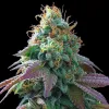 Spritzer x Rainbow Sherbert
