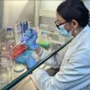 Desarrollan Nanoemulsión de CBD con potencial uso veterinario
