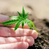 Identifican marcador genético para sexar cannabis tempranamente