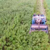 La provincia argentina del Chaco se adhiere al marco nacional de cannabis y cáñamo