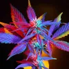 Lecciones del cannabis para el auge psicodélico