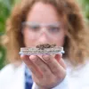 Identifican nuevo cannabinoide con potencial dermatológico