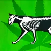 CBD aliviaría el dolor en gatos con artrosis