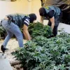 Desarticulan una red internacional de cultivo y tráfico de marihuana en Granada