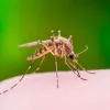 Extractos de cáñamo inhiben virus transmitido por mosquitos en Asia