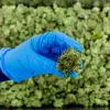 Alemania aumenta importación de cannabis medicinal 