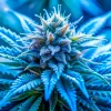 Blue Dream se consolida como variedad de referencia para la ciencia cannábica