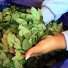 La coca legal en Bolivia desafía la prohibición internacional