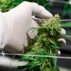 Colombia ajusta exportación de derivados de cannabis medicinal hacia Brasil