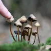 Los hongos psilocibios de Finlandia están bajo la ley penal