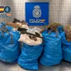 Desmantelan una plantación indoor con 100 kilos de marihuana