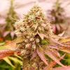Burger Kush Early Version, de World of Seeds 