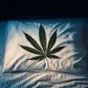 Dos de cada tres usuarios dicen dormir mejor con cannabis