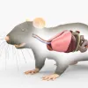 El cannabidiol redujo daño pulmonar en ratas