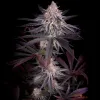 Genética, terpenos y cannabinoides: análisis técnico de variedades modernas