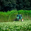 Nueva Zelanda saca el cáñamo del marco de control de drogas