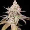 Pilot, de World Breeders