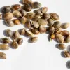 Growlobby - Guía para elegir las mejores semillas de marihuana