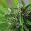 Bichos bajo control: cómo evitar y combatir las plagas en un cultivo de cannabis de exterior 