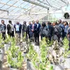 Botsuana prepara el terreno para cultivar cáñamo industrial
