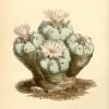 Peyote, el cactus que tuvo que esconderse tras los santos