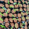 Esuatini prepara sus primeros ensayos con cáñamo industrial